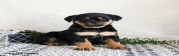 Rottweiler dogs for sale: Gigi - Ad 2