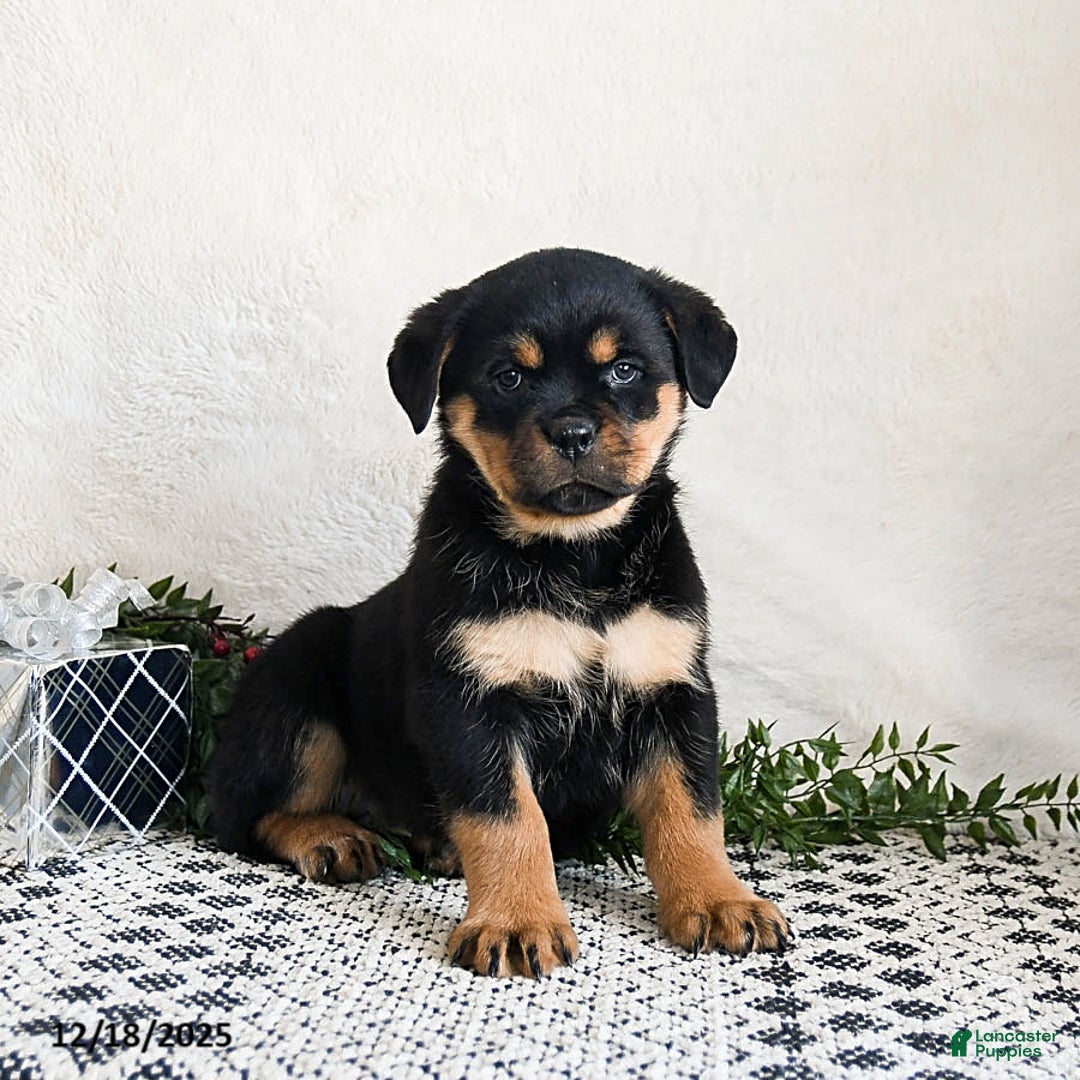 Rottweiler dogs for sale: Gigi - Ad 2