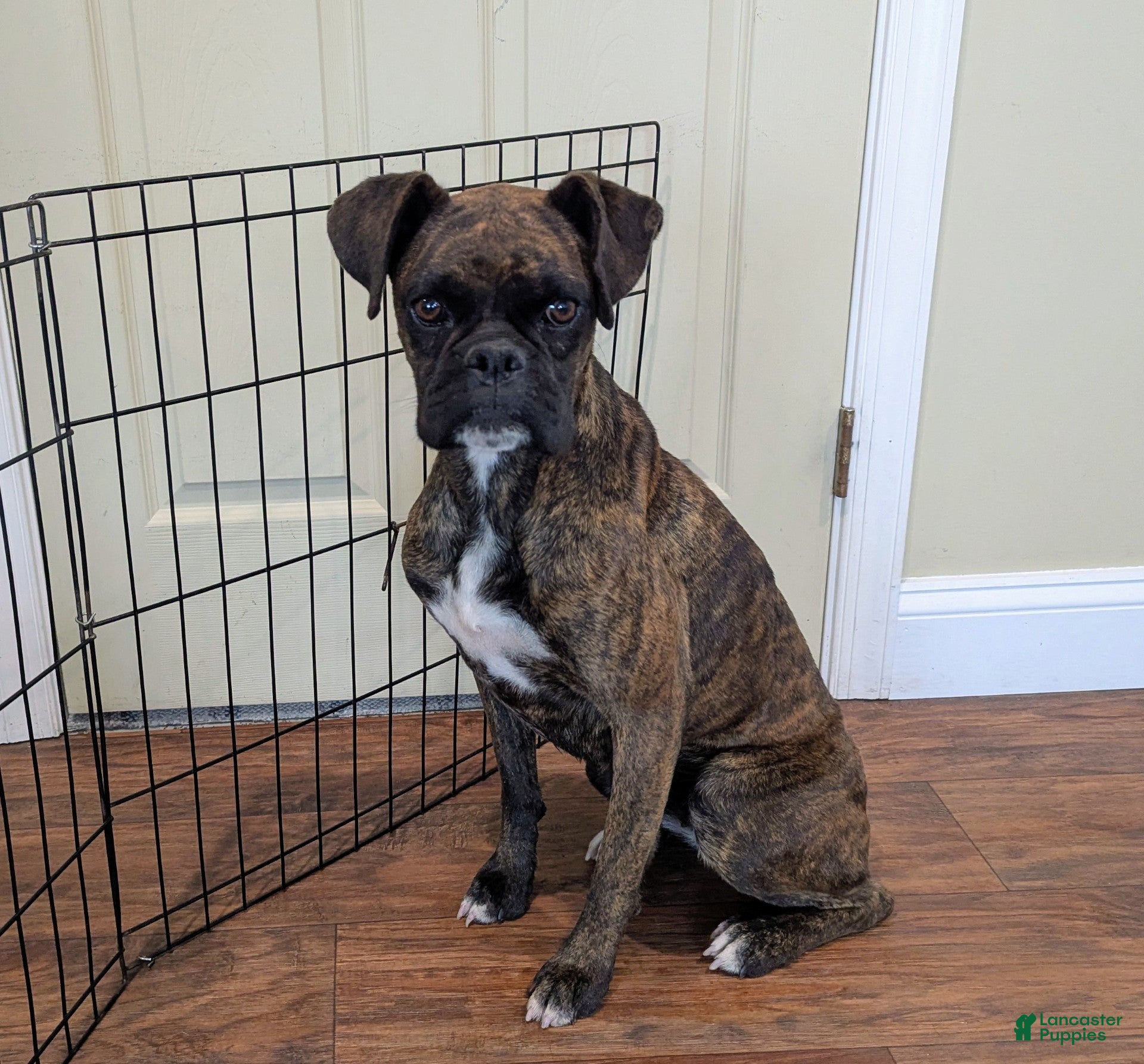 Boxer dogs Sheena - Champ lines - Ad 2