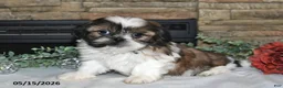 Shih Tzu dogs for sale: Tiffany - Ad 3