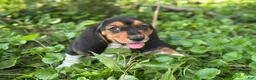Basset Hound dogs for sale: Kimmie - Ad 18
