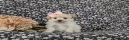 Maltipoo dogs for sale: Izzie 7 lbs Full Grown - Ad 3