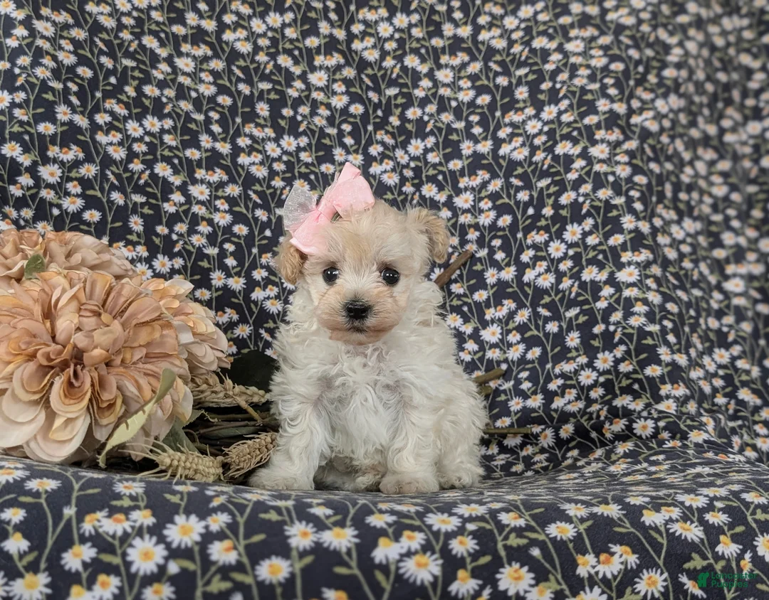 Maltipoo dogs for sale: Izzie 7 lbs Full Grown - Ad 3