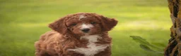 Cavapoo dogs for sale: Rory Cavapoo  - Ad 10