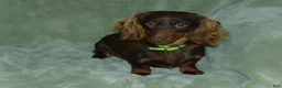 Miniature Dachshund dogs for sale: AKC Rowdy - Ad 10