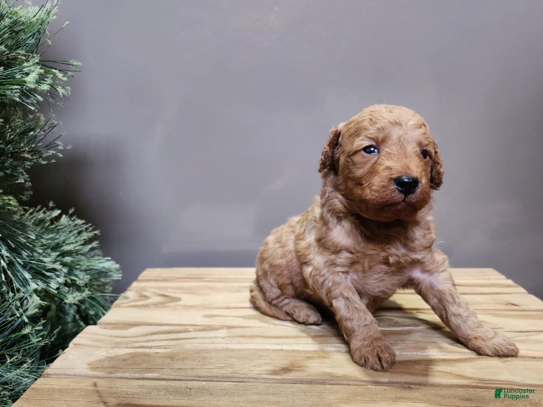 Mini Goldendoodle dogs for sale: Houston - Ad 22