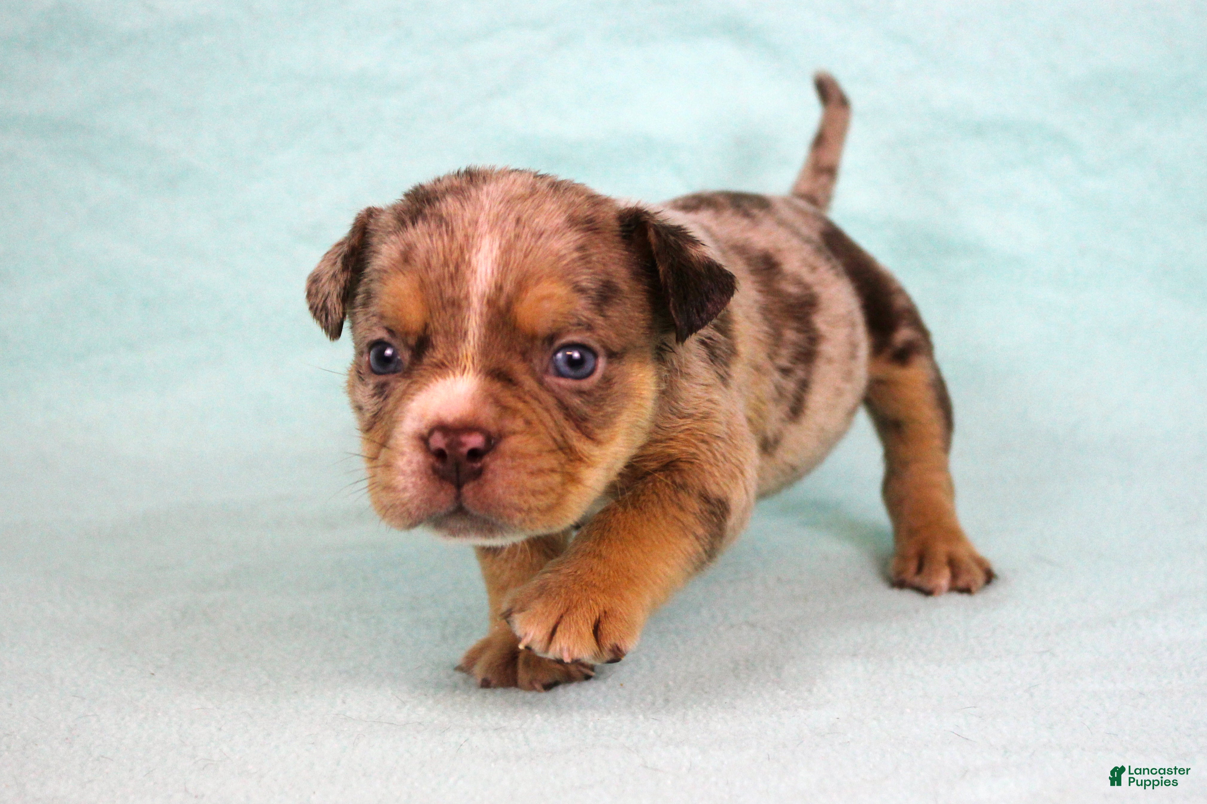 American Bully dogs Chocolate Tri Merle Male - Ad 2