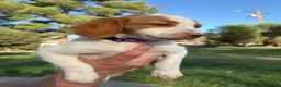 Brittany Spaniel dogs for sale: Brittany Spaniel 4 - Ad 15