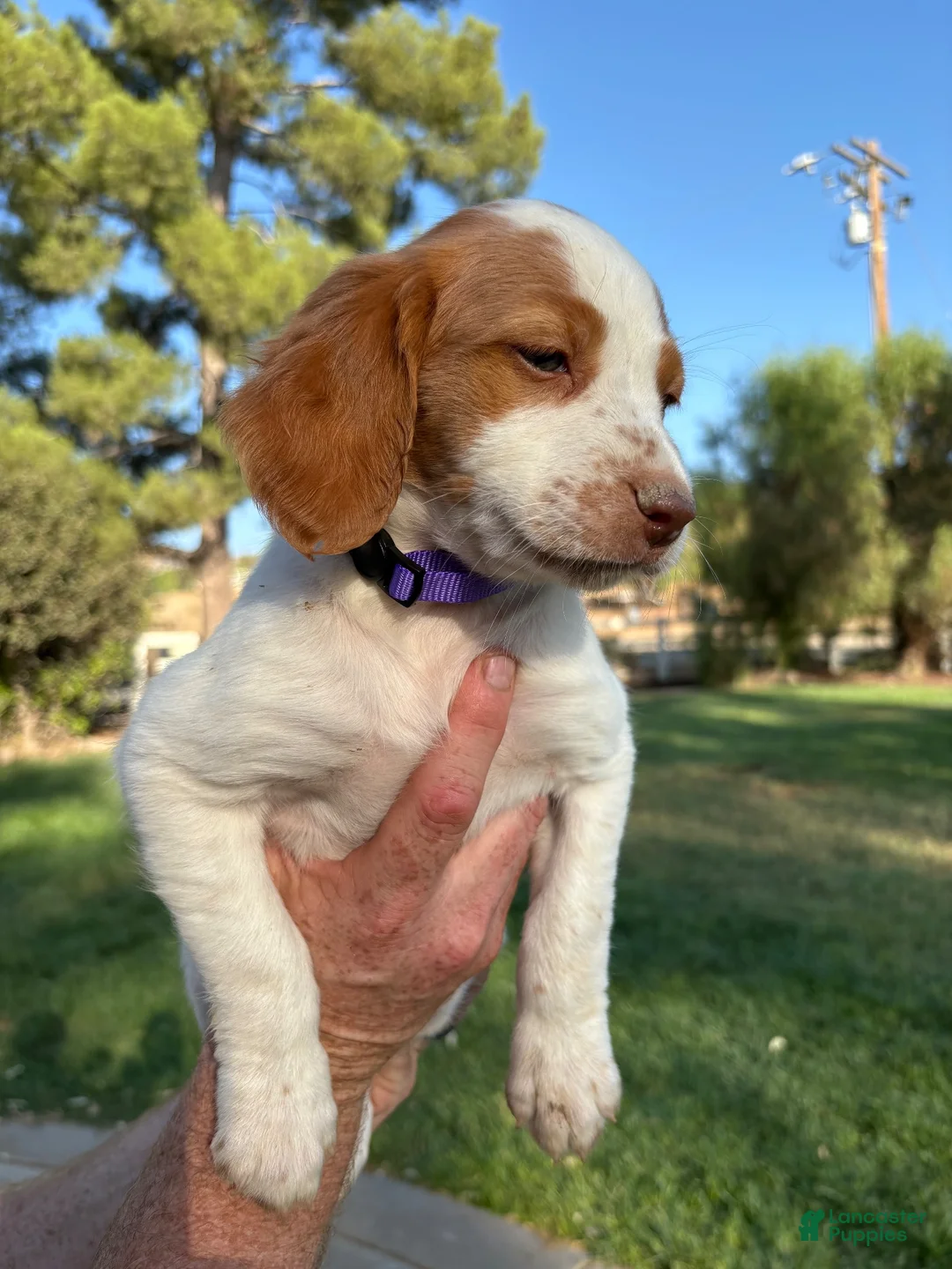 Brittany Spaniel dogs for sale: Brittany Spaniel 4 - Ad 15
