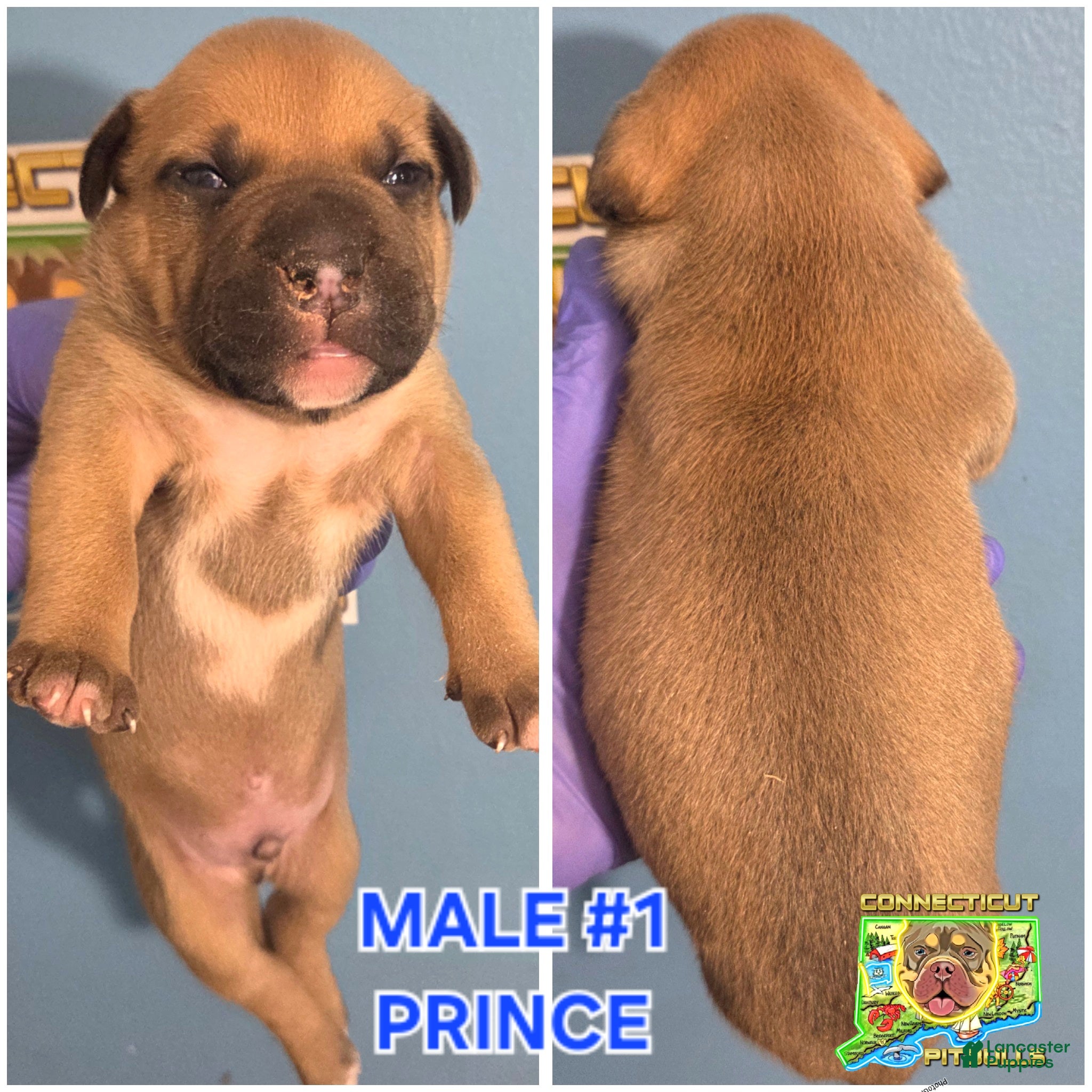American Bully dogs PRINCE - Ad 10