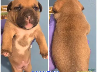 American Bully dogs PRINCE - Ad 10