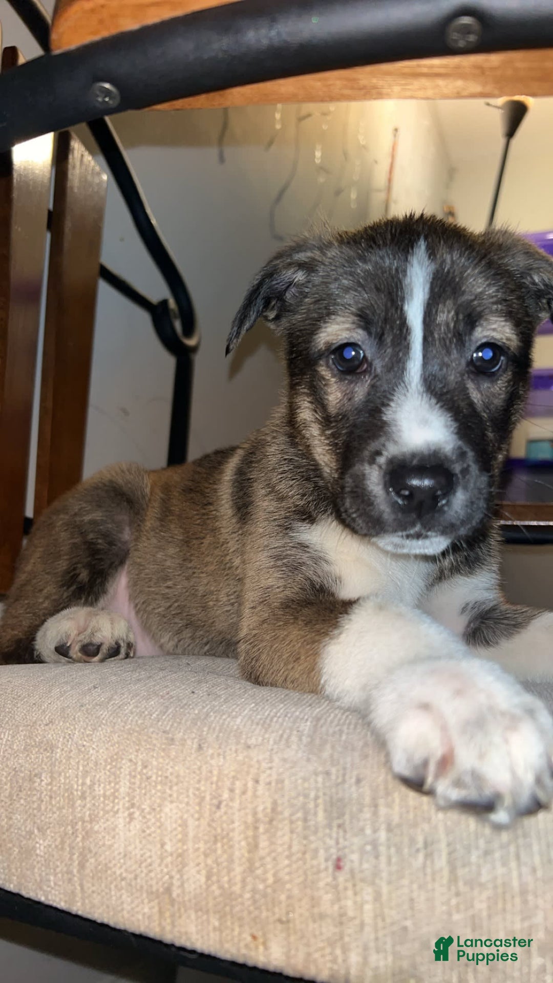 Gallery Image {{count}}