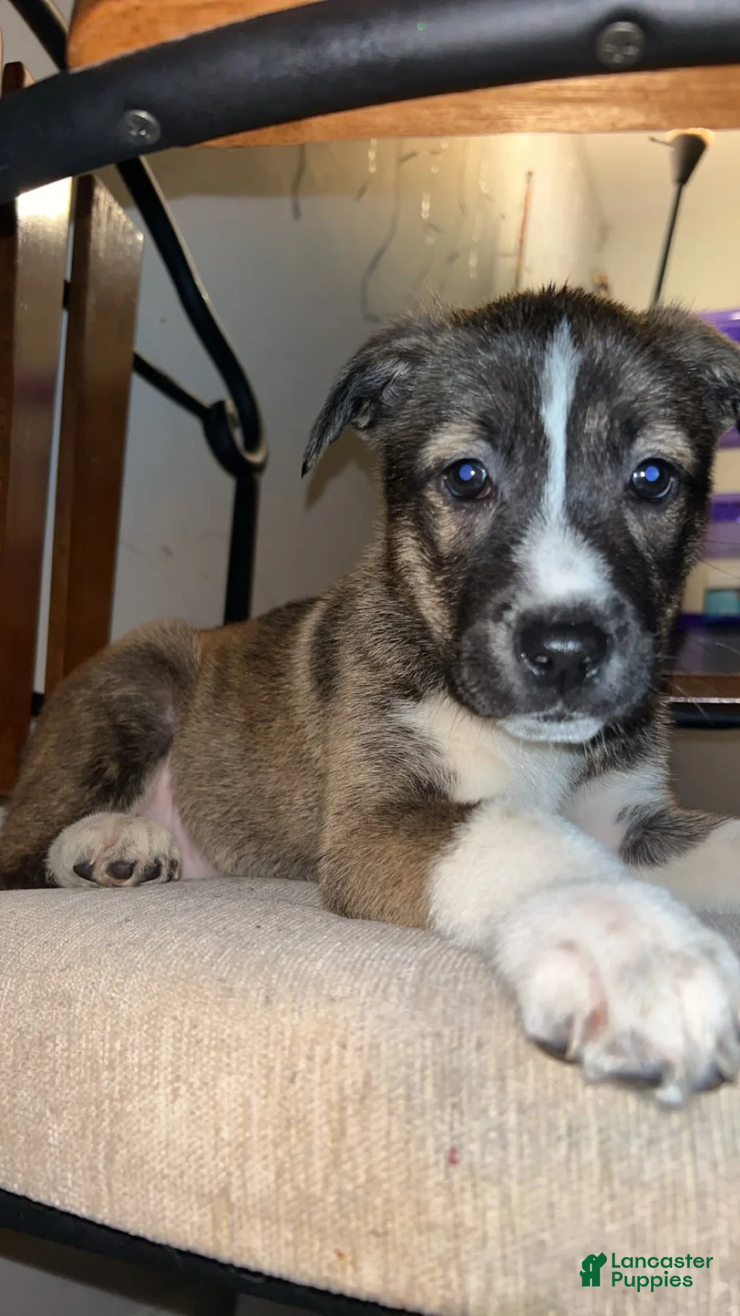 Gallery Image {{count}}