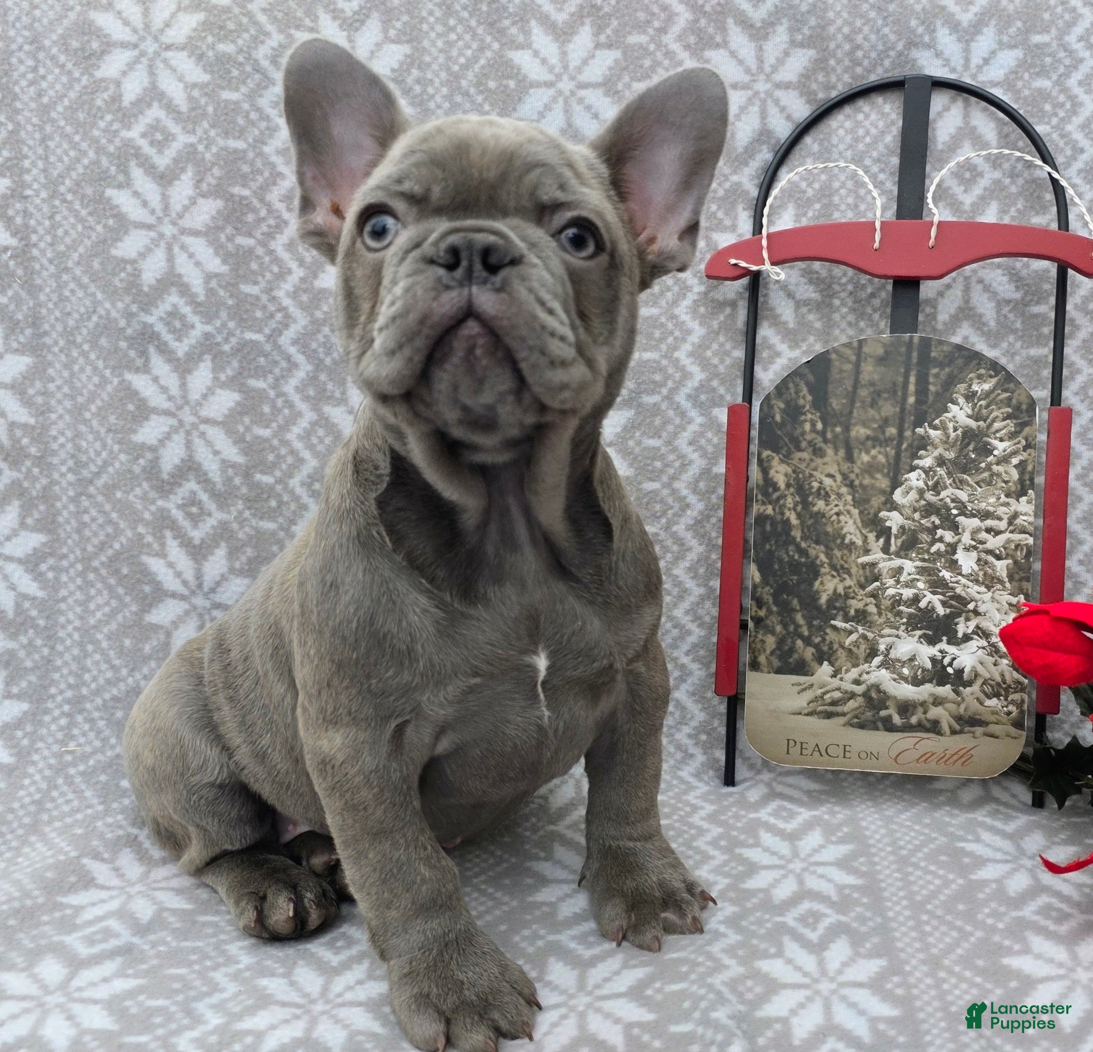 French Bulldog dogs Heather - Ad 39