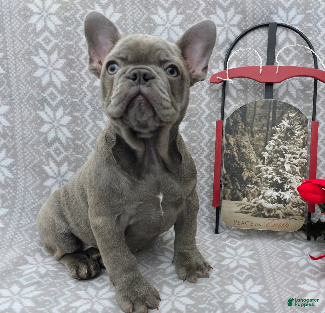 French Bulldog dogs for sale: Heather - Ad 1