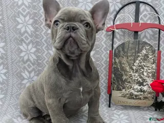 French Bulldog dogs Heather - Ad 29