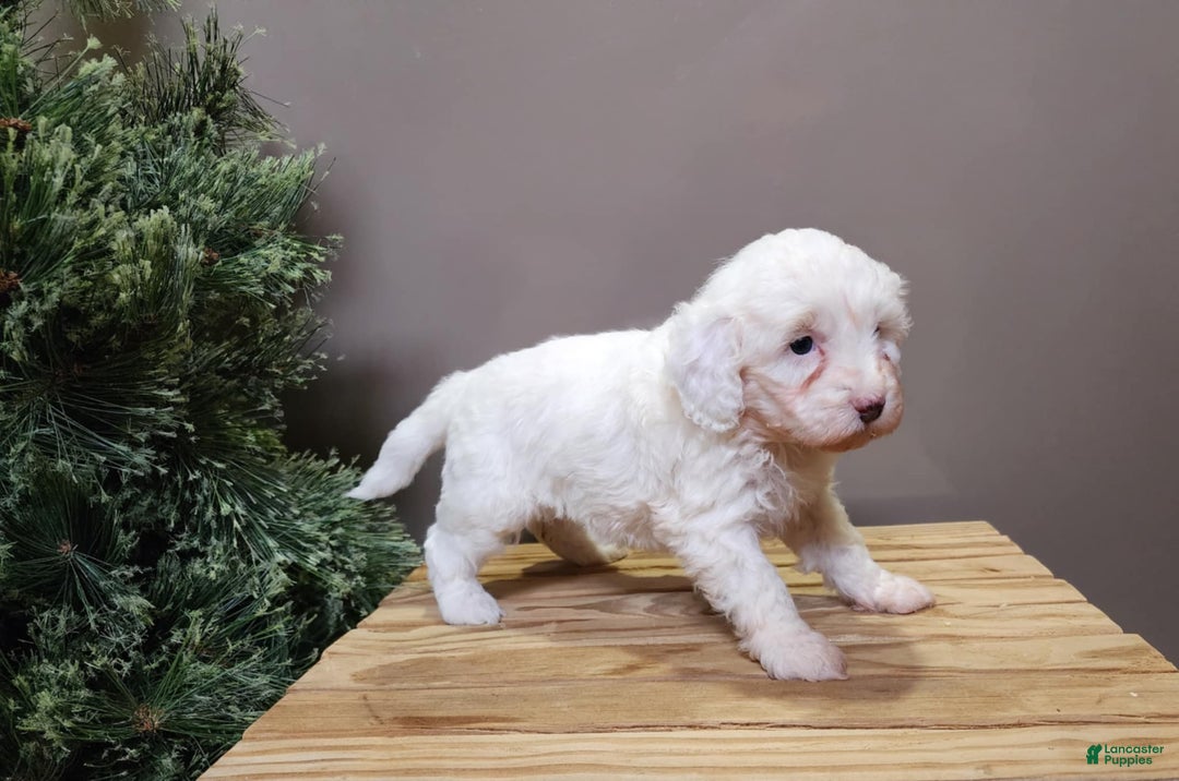 Mini Bernedoodle dogs for sale: Flake - Ad 11