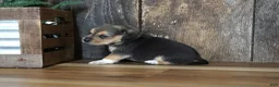 Beagle dogs for sale: Chase - Ad 6