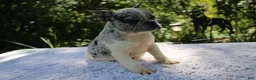 French Bulldog dogs for sale: GONZO -FLUFFY CARRIER (bottle baby) - Ad 4