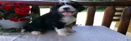 Mini Bernedoodle dogs for sale: Bella - Ad 11