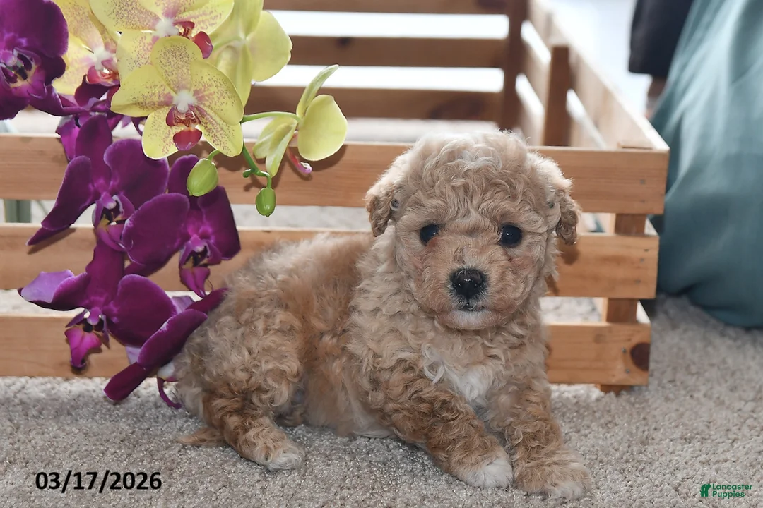 Bichpoo dogs for sale: Jade - Ad 1