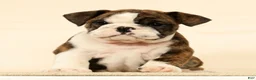 English Bulldog dogs for sale: Clover - Ad 3
