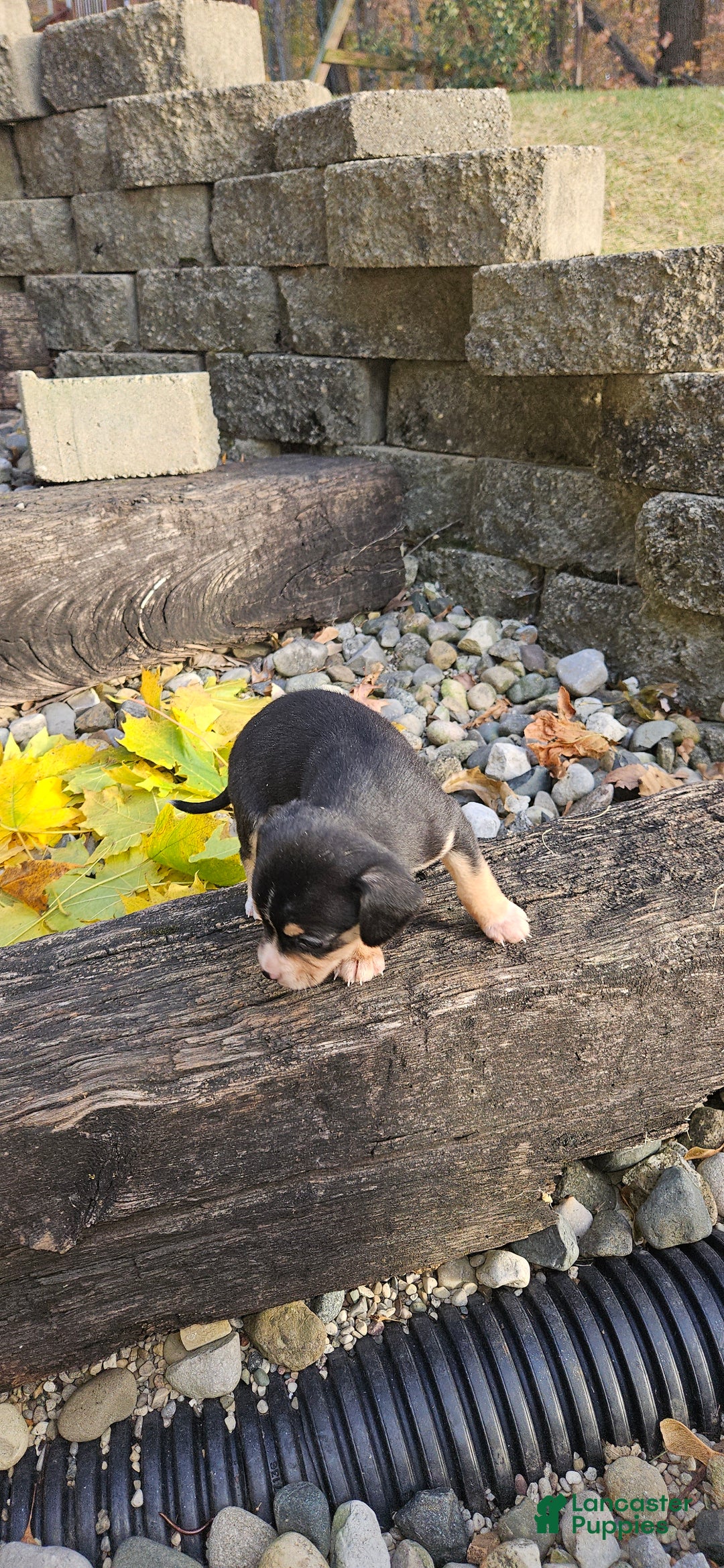 Mixed Breed dogs for sale: Bella  - Ad 3