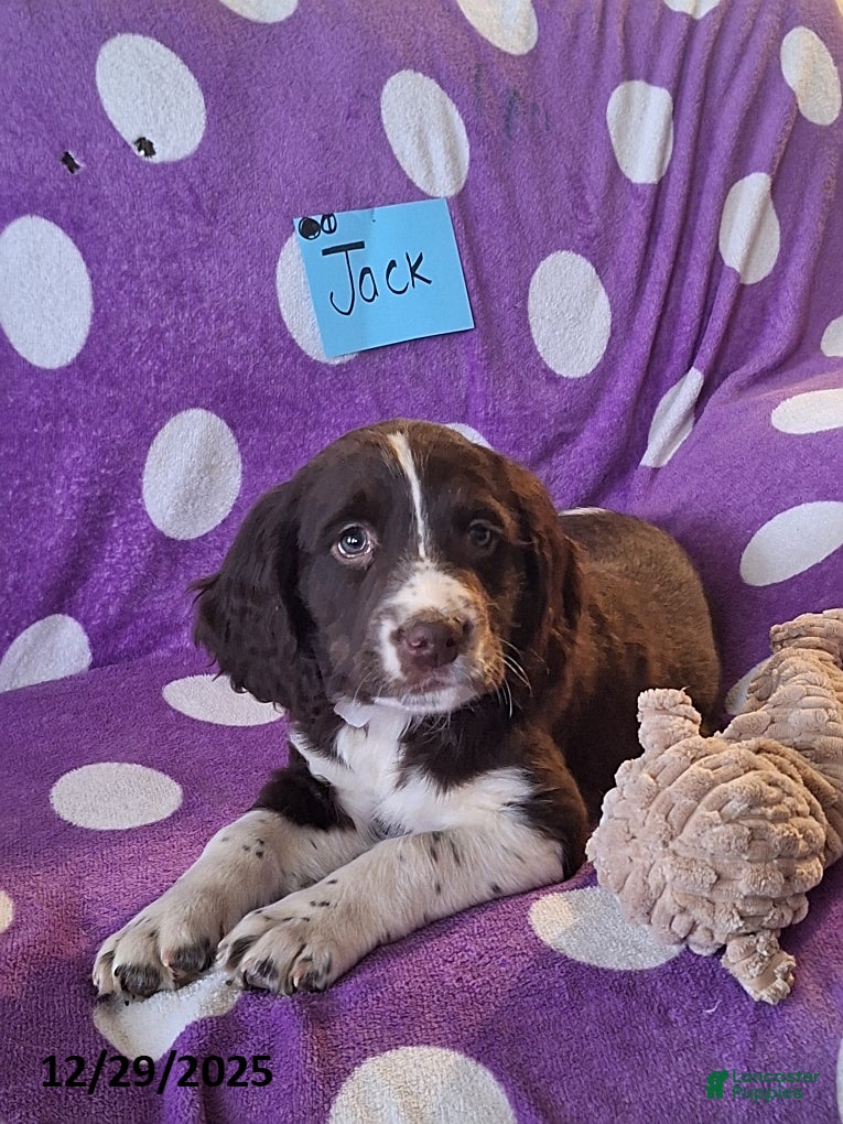 English Springer Spaniel dogs Jack  - Ad 2