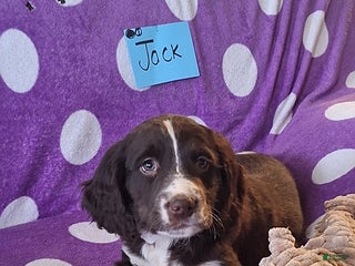 English Springer Spaniel dogs Jack - Ad 2