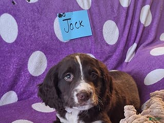 English Springer Spaniel dogs Jack - Ad 14