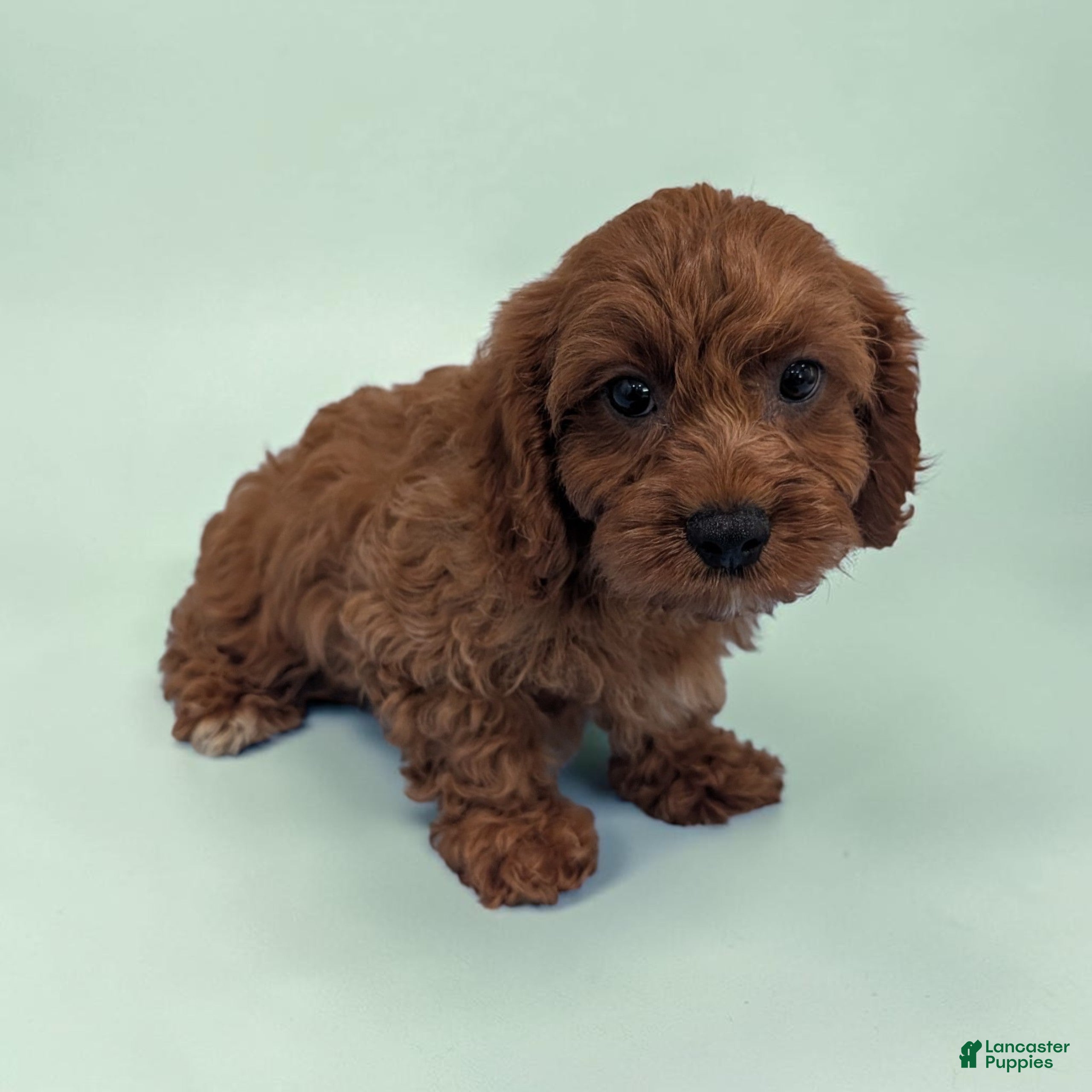 Cavapoo dogs Ace - Ad 2