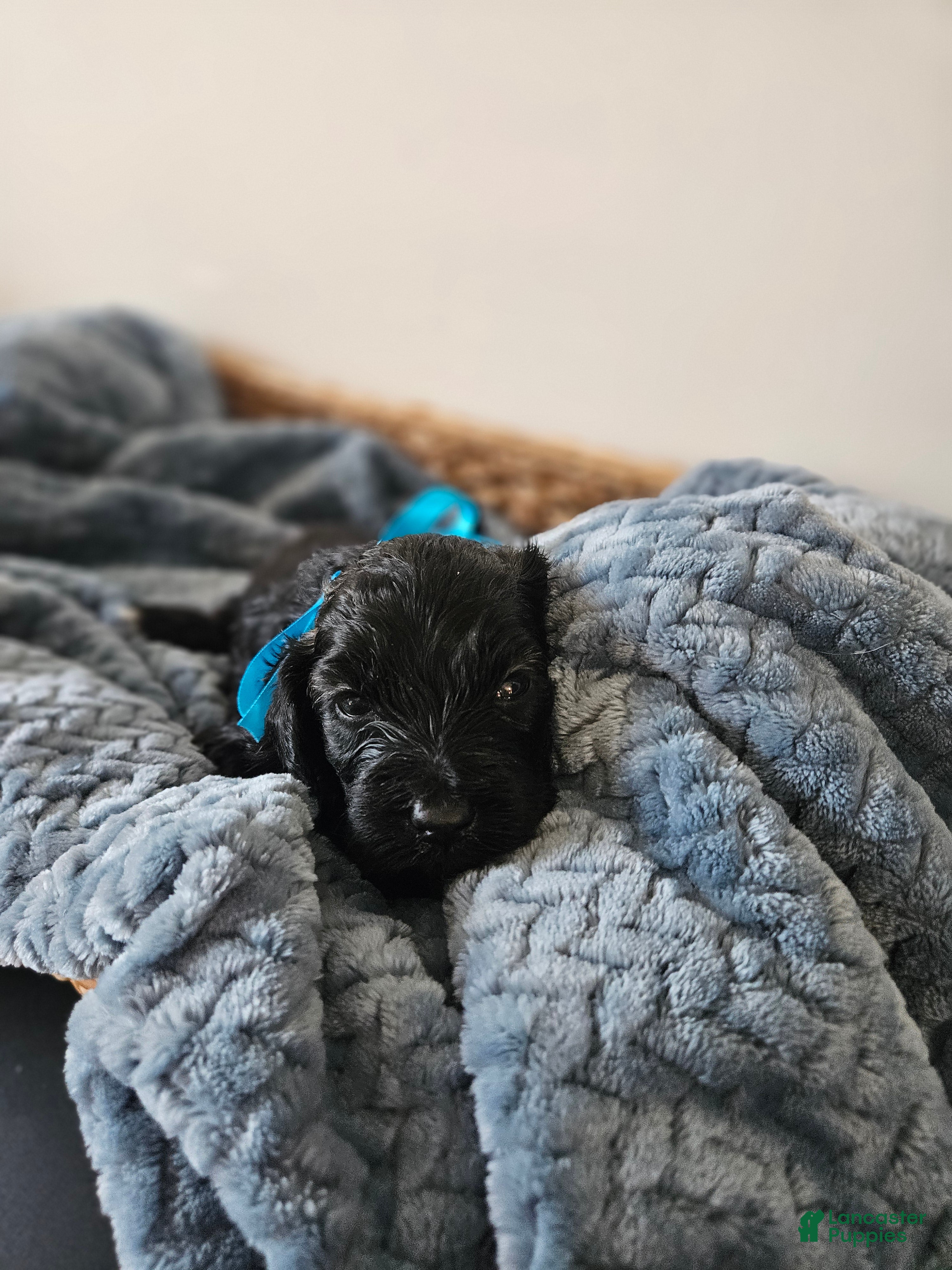 Portuguese Water Dog dogs Shadow - Ad 14