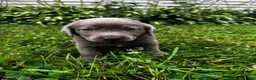 Labrador Retriever dogs for sale: Oleander - Ad 8