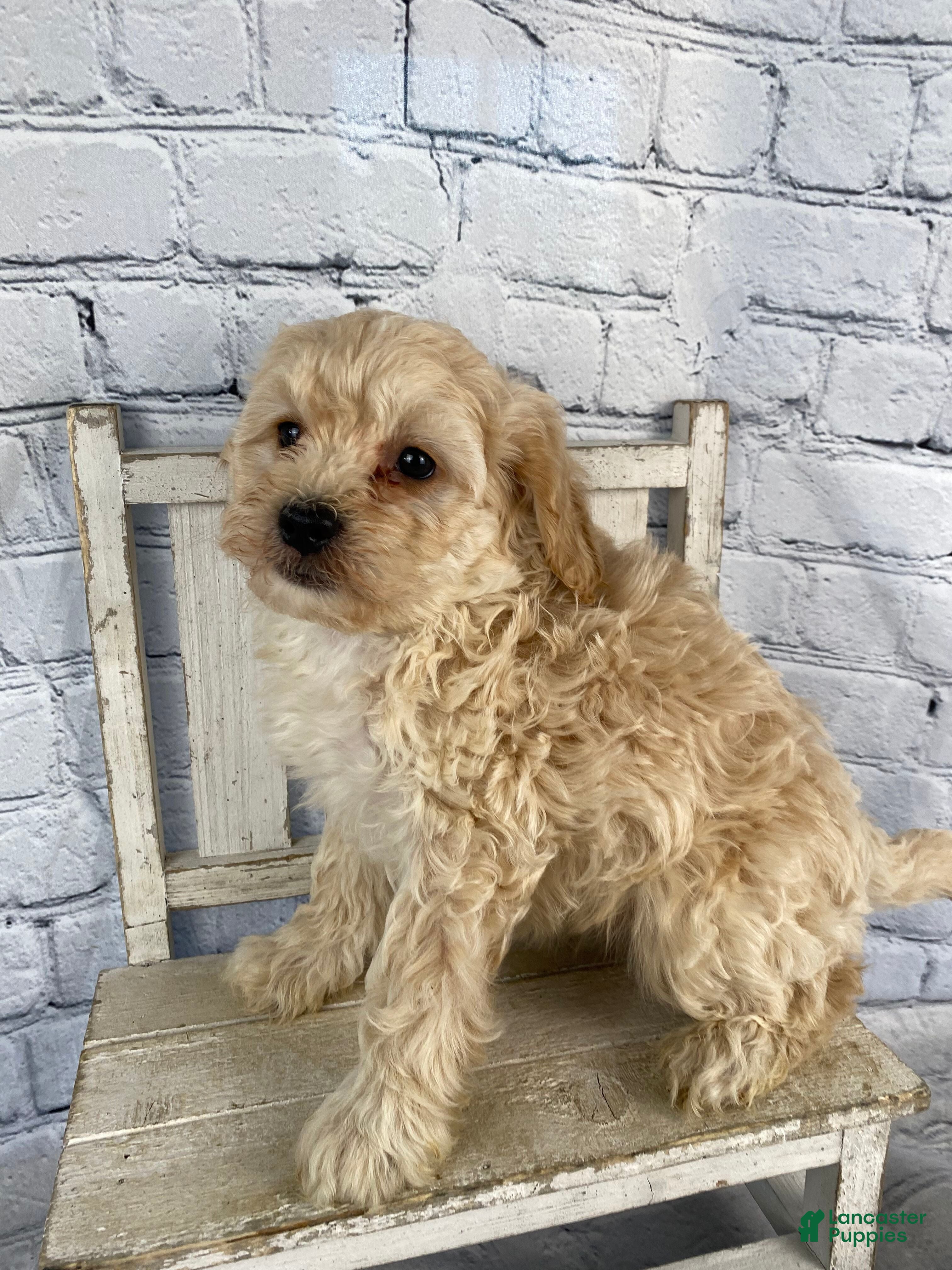 Cavapoo dogs Tim - Ad 2