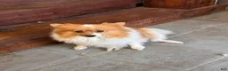 Pomeranian dogs for sale: Pomeranian 1 - Ad 8