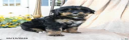 Mini Bernedoodle dogs for sale: Paisley - Ad 3