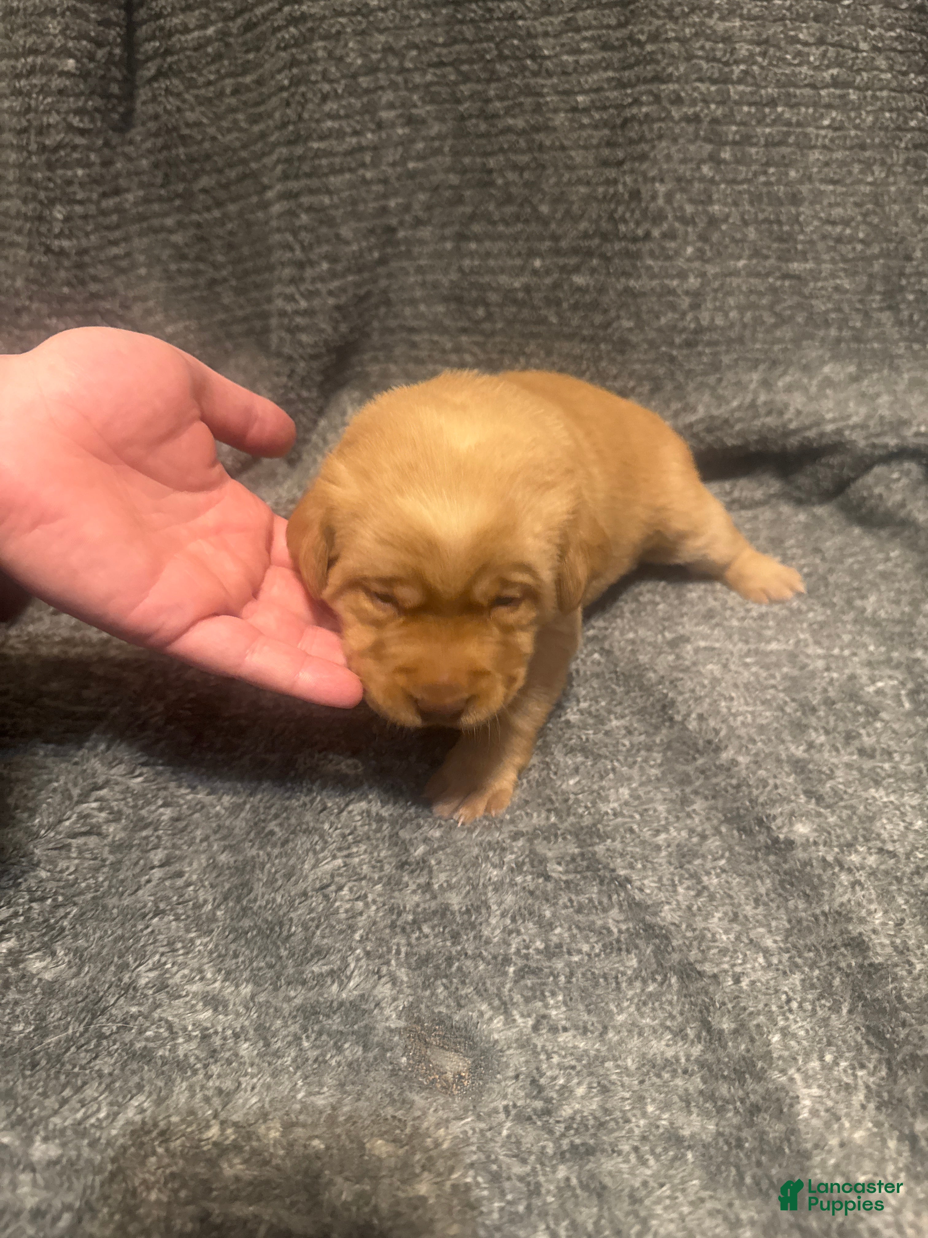 Labrador Retriever dogs Pink - Ad 3