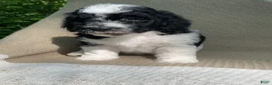 Biscuit