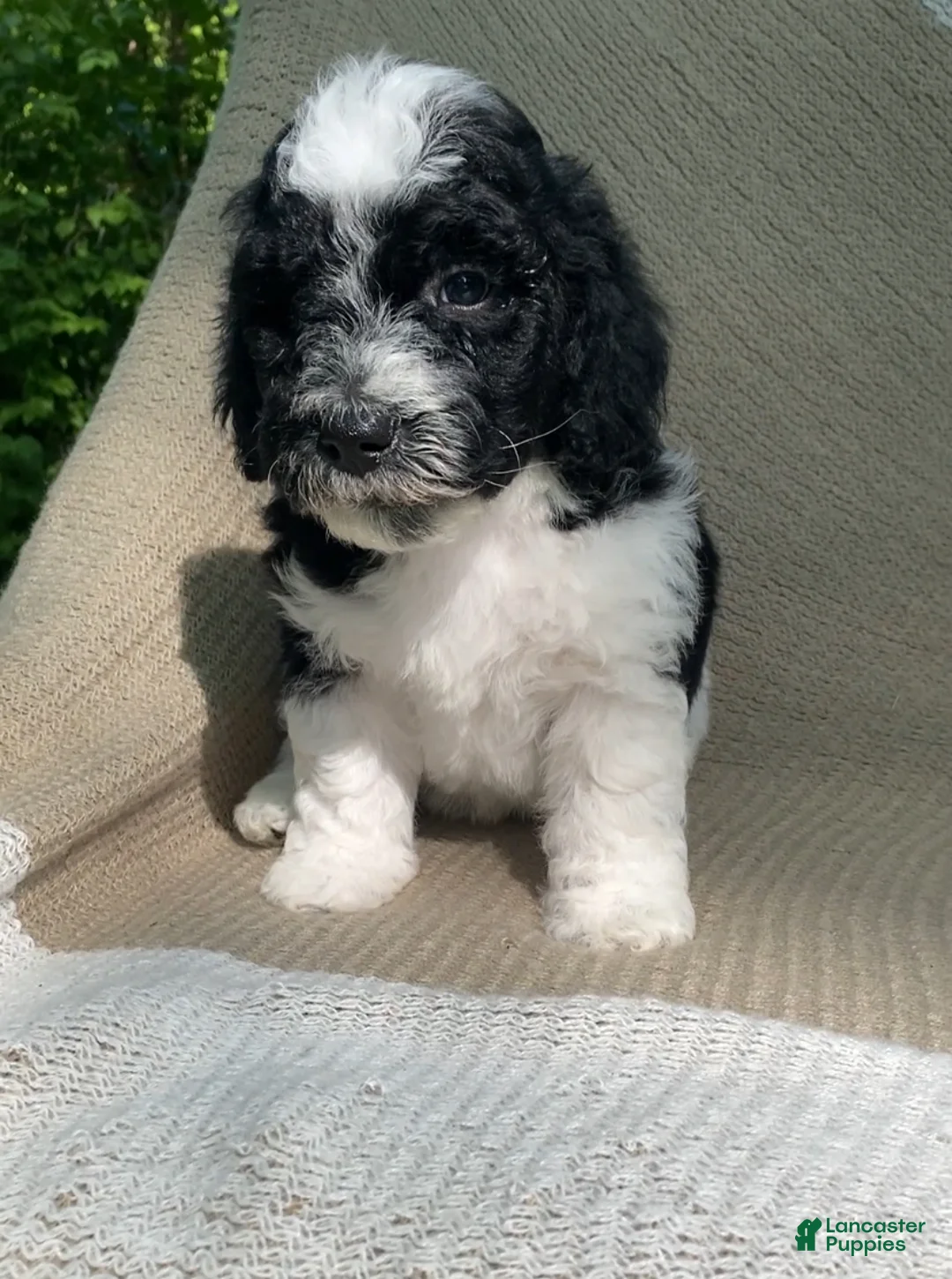 Mixed Breed dogs for sale: Biscuit - Ad 1