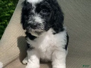 Mixed Breed dogs for sale: Biscuit - Ad 2
