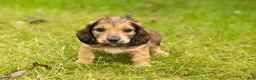 Miniature Dachshund dogs for sale: Silas  - Ad 2