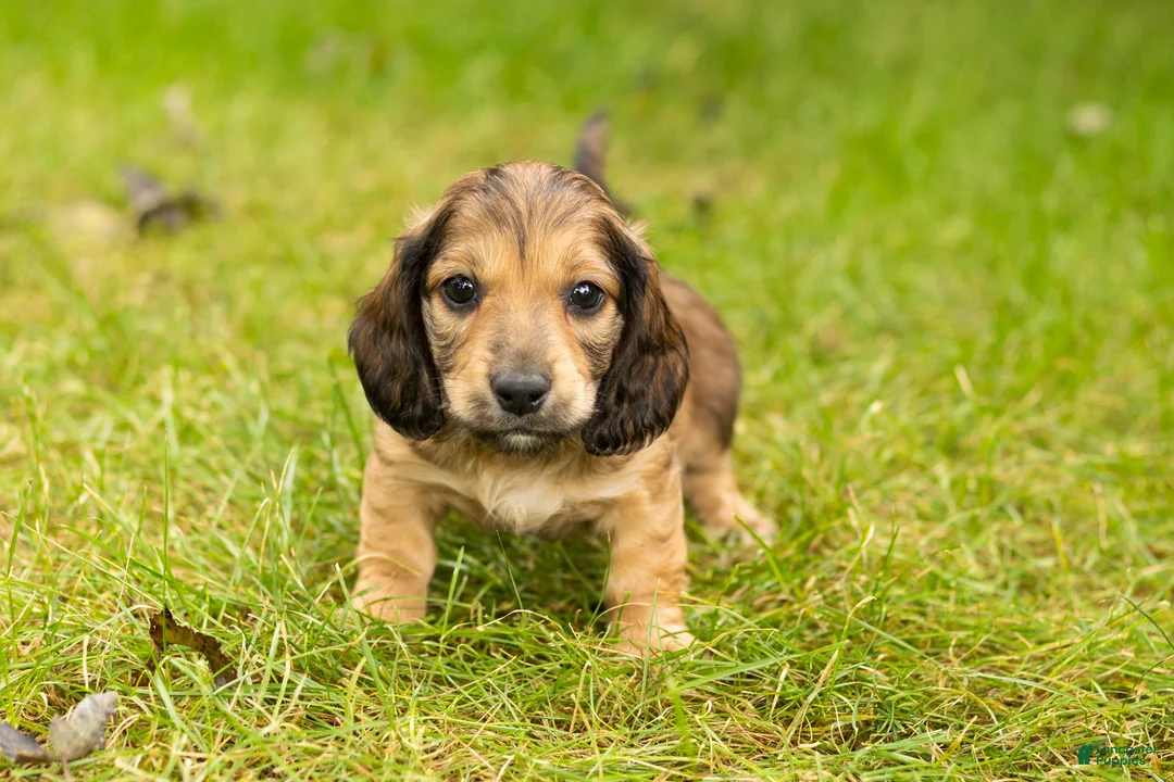 Miniature Dachshund dogs for sale: Silas  - Ad 2