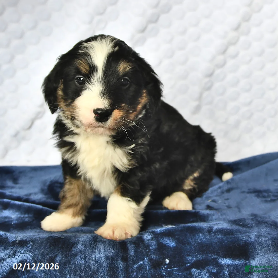 Mini Bernedoodle dogs for sale: Zach - Ad 1