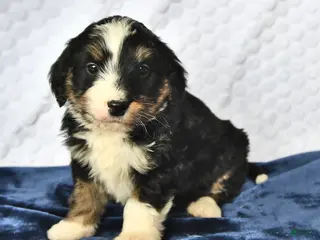 Mini Bernedoodle dogs Zach - Ad 18