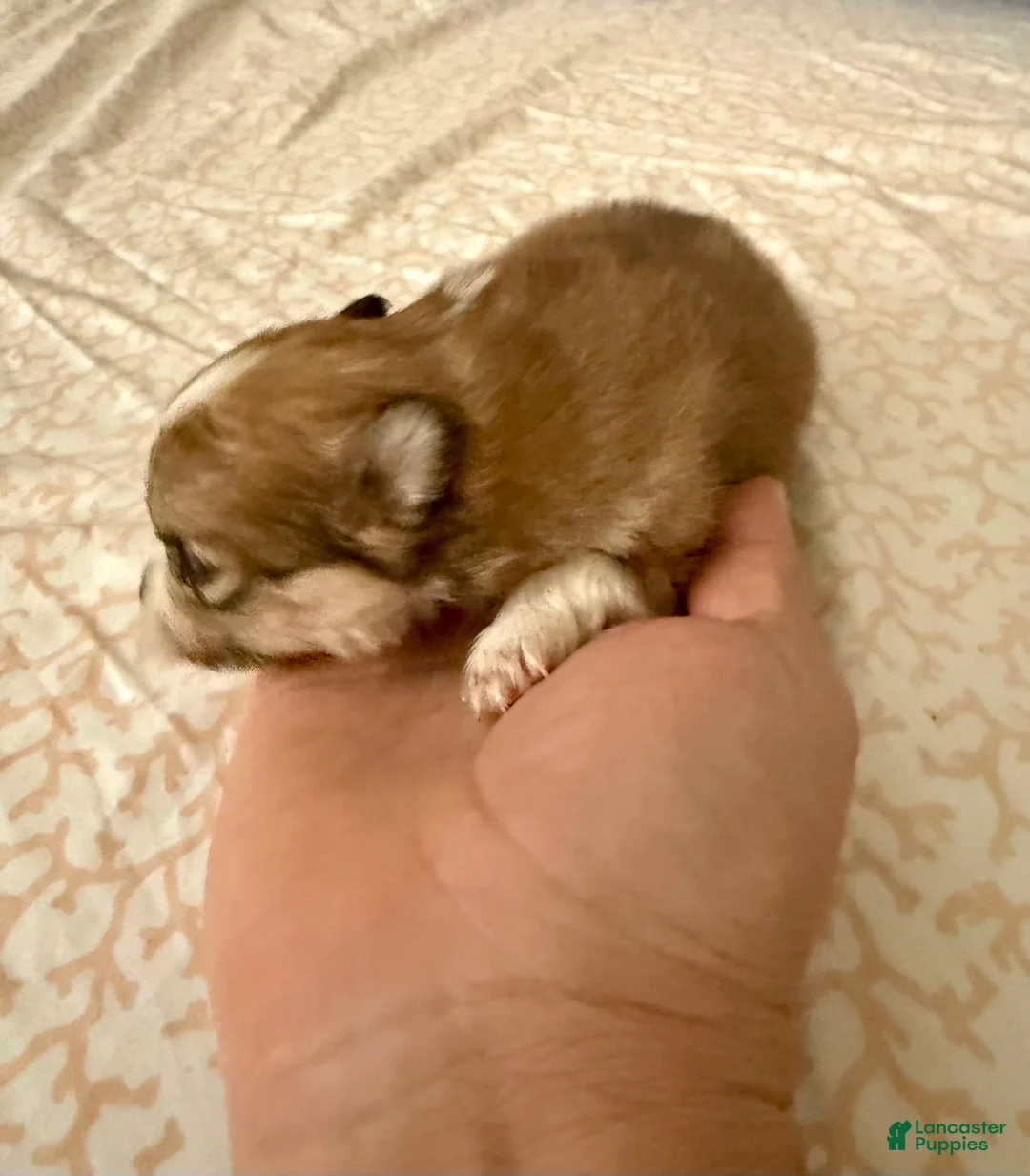 Pomeranian dogs for sale: Layla - Ad 3