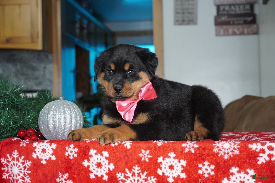Rottweiler dogs for sale: Noel - Ad 5