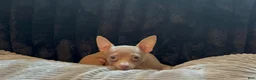 Chihuahua dogs for sale: Mr hazel  - Ad 4