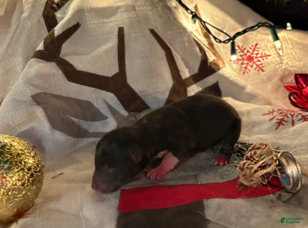 Mixed Breed dogs for sale: Mixed Breed Puppy 3 - Ad 11