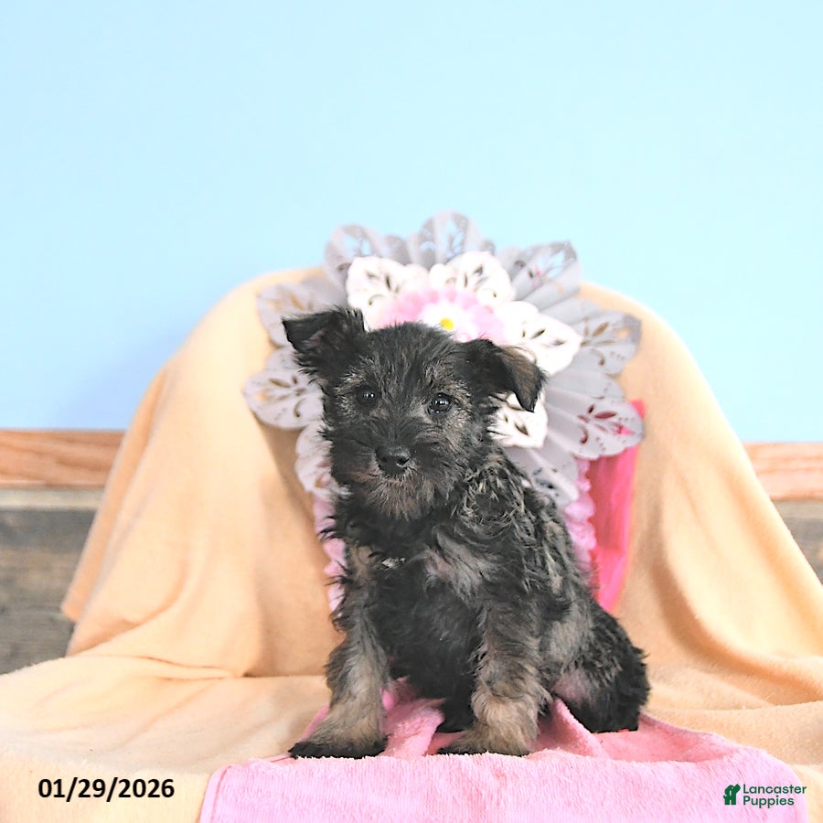 Miniature Schnauzer dogs Sweetheart - Ad 26