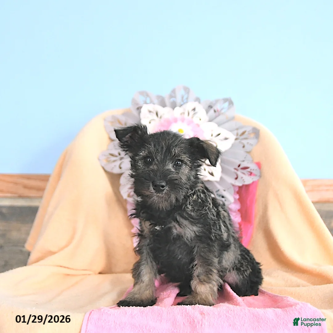Miniature Schnauzer dogs for sale: Sweetheart - Ad 1
